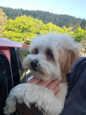 Maltipoo Mädchen 7 Monate jung in allerbeste Hände abzugeben!
