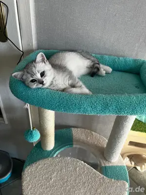 Wunderschöner , reinrassiger BKH Kater mit Stammbaum!