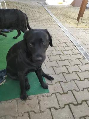 Deckrüde schwarzer Labrador 
