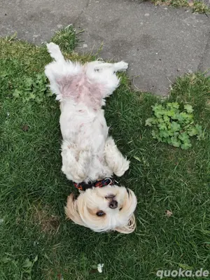 Bolonka Yorkshire Terrier . Mittel
