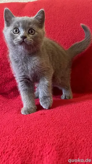 BKH Kitten Bild 3