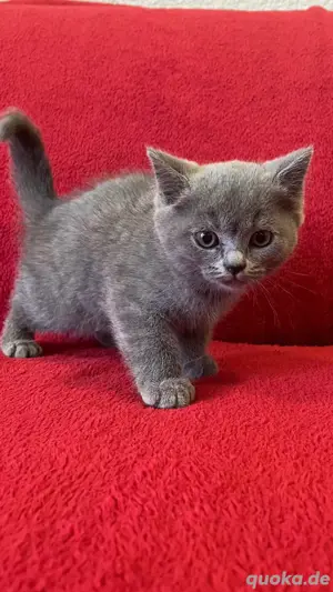 BKH Kitten Bild 4