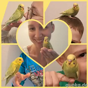Wellensittich Babys super zahm und kinderlieb 