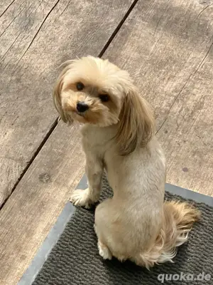  Yorkshire Terrier Mädchen