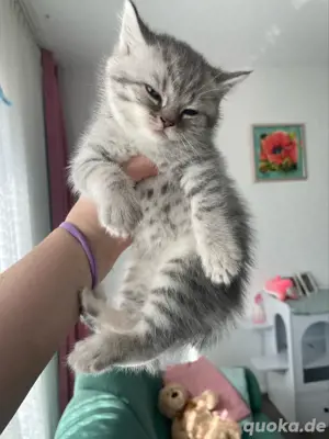 British shorthair tabby 