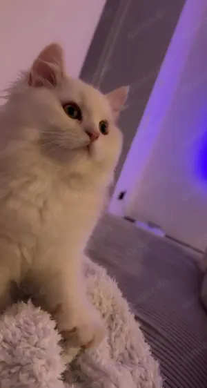 BLH Langhaar Kitten
