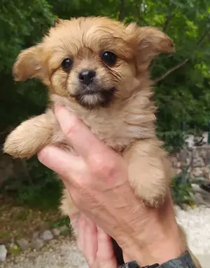 SHIRANIAN Welpen Shi Tzu Pomeranian Mix 2,5Mon  Ausreise nach Adoption - Regensburg