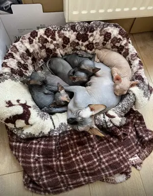 Sphynx Kitten