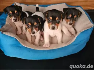 Reinrassige Jack Russell Welpen