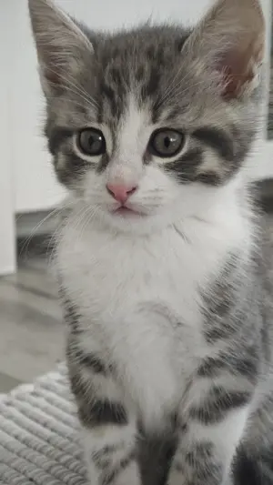 BKH Kitten 