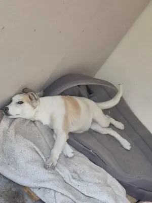 Labrador Schäferhundwelpe zu verkaufen