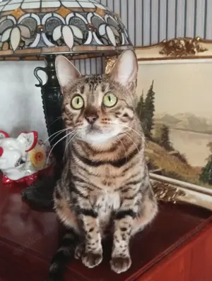 Bengal Katze 