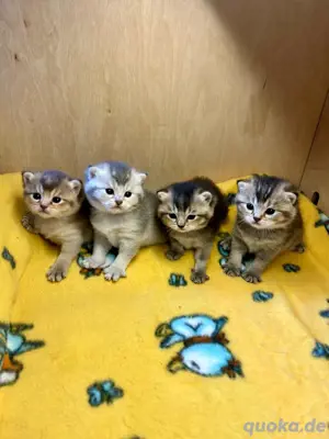 Reinrassige BKH-Kitten (Britisch Kurzhaar) Bild 2