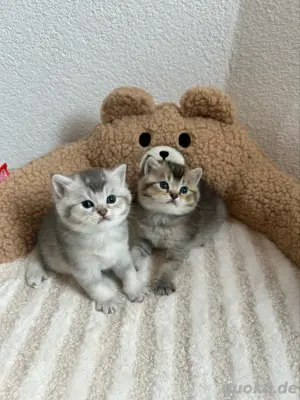 Reinrassige BKH-Kitten (Britisch Kurzhaar) Bild 3