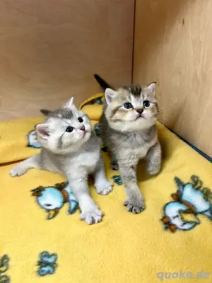 Reinrassige BKH-Kitten (Britisch Kurzhaar)