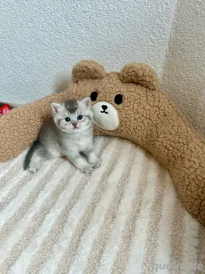 Reinrassige BKH-Kitten (Britisch Kurzhaar) Bild 5
