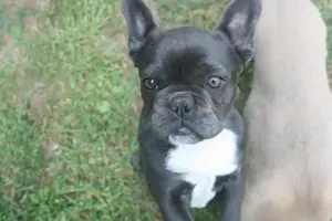 5 mon.junge Französische Bulldogge Hündin in blue ist auf der Suche
