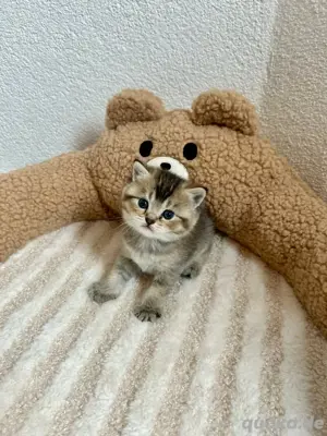 Reinrassige BKH-Kitten (Britisch Kurzhaar) Bild 4