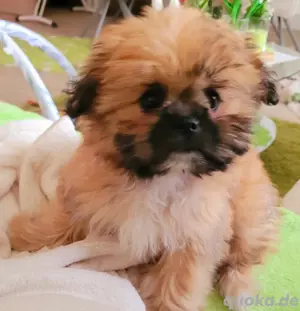 Süsses Welpen Mädchen Shih Tzu - Pomeranian 
