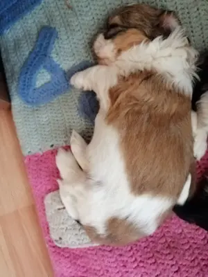 Shih-tzu Mädchen 7 Wochen sucht noch ein Zuhause