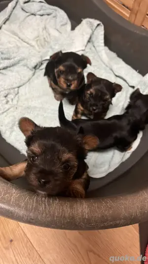 Biewer yorki welpen