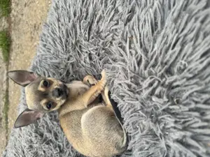  Mini Chihuahua Welpe sucht dich zum kuscheln.