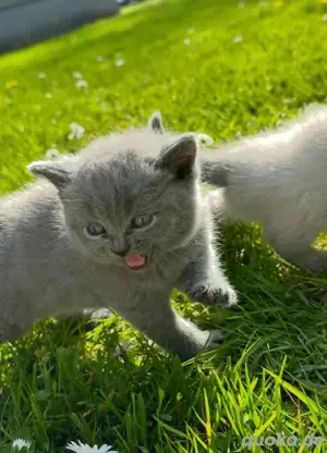    BKH Kitten in Grau und Braun   