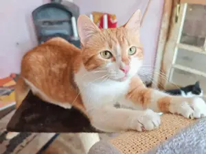 zauberhafter junger Kater Spot sucht ein Zuhause