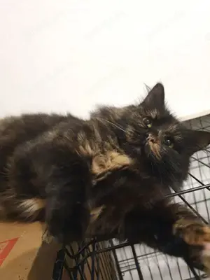 wunderschöne, liebe Langhaar-Katze Pusha sucht ein tolles Zuhause