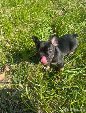 französische Bulldogge 20 wochen alt