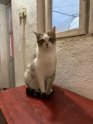 fröhliche, liebevolle junge Katze Greta sucht ein tolles Zuhause Bild 5
