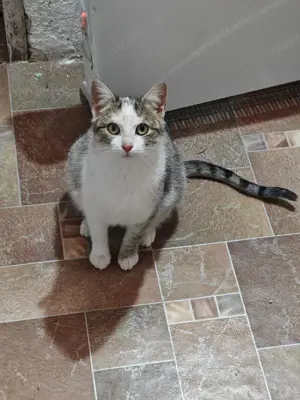 fröhliche, liebevolle junge Katze Greta sucht ein tolles Zuhause Bild 6