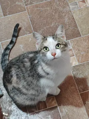 fröhliche, liebevolle junge Katze Greta sucht ein tolles Zuhause Bild 8