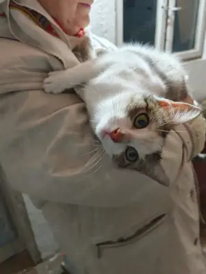 fröhliche, liebevolle junge Katze Greta sucht ein tolles Zuhause Bild 2