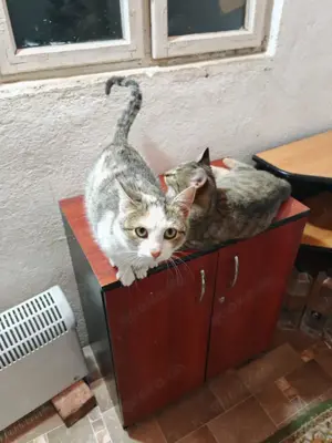 fröhliche, liebevolle junge Katze Greta sucht ein tolles Zuhause Bild 4