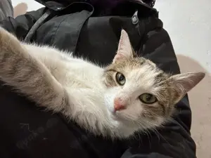 fröhliche, liebevolle junge Katze Greta sucht ein tolles Zuhause Bild 7