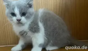 Reinrassige BKH Kitte