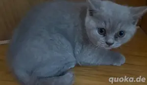 Reinrassige BKH Kitte