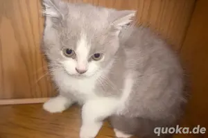 Reinrassige BKH Kitten (1 Kitten reserviert)