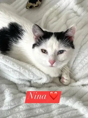 fröhliche Geschwister Katzen Chapi und Nina suchen ein Zuhause Bild 2