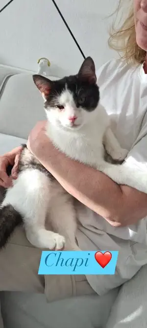 fröhliche Geschwister Katzen Chapi und Nina suchen ein Zuhause Bild 3