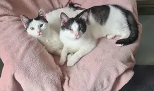 Notfall - liebe Geschwister Katzen Nina und Chapi suchen dringend ein Zuhause