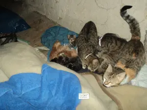 Wunderschöne BKH  MIX (Britisch Kurzhaar  Kätzchen   in Liebe Hände Bild 2