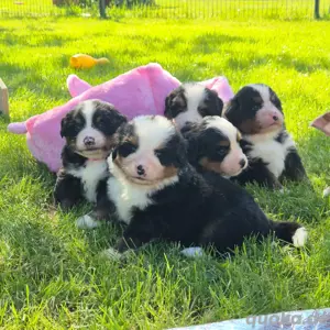 Bernersennenhund Welpen