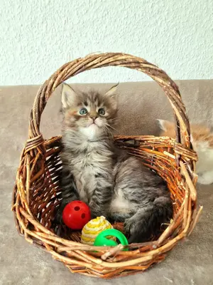 Maine Coon Kitten  XXL mit Stammbaum aus N N Verpaarung 