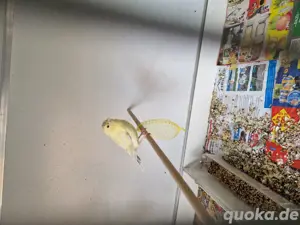 kanarienvögel  Stk 30 Bild 1