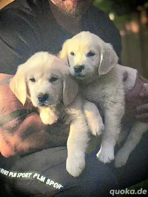 Traumhaft schöne Golden Retriever Welpen   