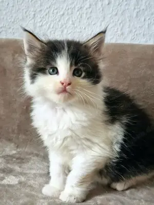 Maine Coon Kitten XXL mit Stammbaum aus N N Verpaarung