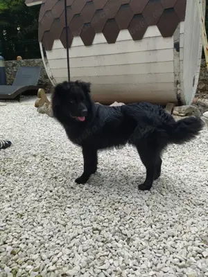 Rüde 7,5Mon 40cm 15kg Samojede Mix Schwarz Traumhund VOM HUNDETRAINER