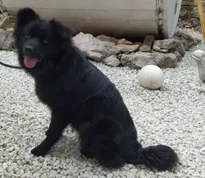 Rüde 7,5Mon 40cm 15kg Samojede Mix Schwarz Traumhund VOM HUNDETRAINER